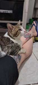 Curando a PIF do Pózinho 