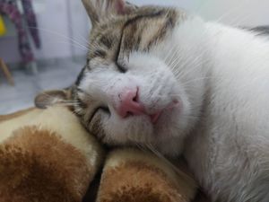 Vaquinha Online - Curando a PIF do Pózinho 