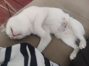 Curando a PIF do Pózinho 