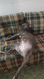 Vaquinha Online - Animais carinhosos 