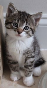 Animais - Faça a diferença na vida de um animal: junte-se à nossa campanha de resgate e ajuda