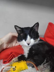 Apoio ao Frajolinha imagem 6