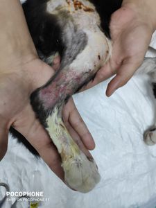 Vaquinha Online - Apoio ao Frajolinha