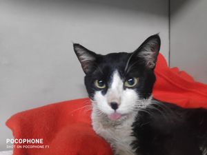 Apoio ao Frajolinha - Apoio ao Frajolinha