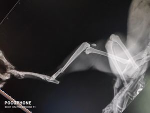 Animais - Apoio ao Frajolinha