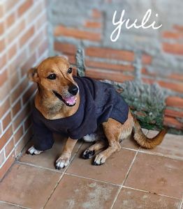 Doe Amor aos 19 Cães de Josivânia imagem 7