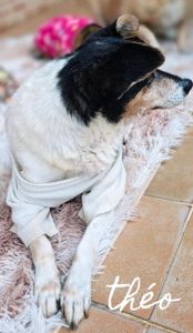 Doe Amor aos 19 Cães de Josivânia imagem 8