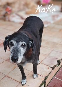 Porto Alegre/RS - Doe Amor aos 19 Cães de Josivânia