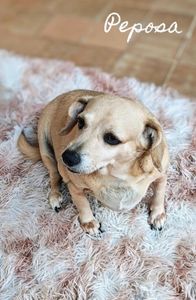 Doe Amor aos 19 Cães de Josivânia imagem 10