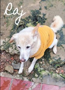 Doe Amor aos 19 Cães de Josivânia