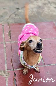 Doe Amor aos 19 Cães de Josivânia imagem 9