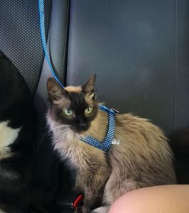 Piracicaba/SP - Menininha Contra a PIF