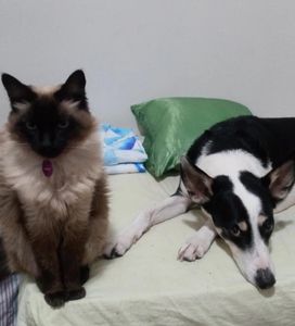 Meninha Contra a PIF - Menininha Contra a PIF