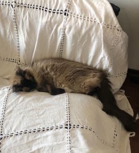 Vaquinha Online - Menininha Contra a PIF