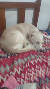 SOCORRA UMA FAMILIA DE AU AU imagem 8