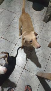 Animais - SOCORRA UMA FAMILIA DE AU AU