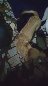 São Paulo/SP - SOCORRA UMA FAMILIA DE AU AU