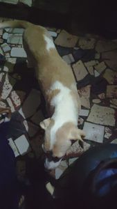 SOCORRA UMA FAMILIA DE AU AU imagem 6