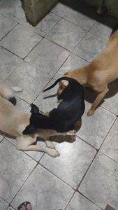 SOCORRA UMA FAMILIA DE AU AU imagem 7