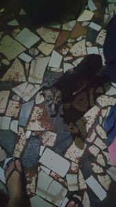 Douglas - SOCORRA UMA FAMILIA DE AU AU