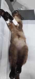 Vaquinha Online - Ajude o NINO a vencer essa batalha 