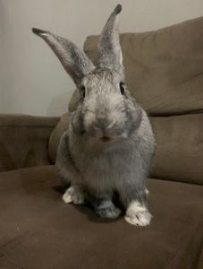 Animais -  Cirurgia de Emergência para o Coelho Binky