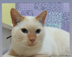 Me ajude a salvar o Branquinho!