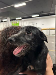 Salve o Cantinho dos Fofuchos: Ajude a Olga a salvar animais desabrigados  imagem 6