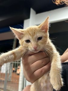 Salve o Cantinho dos Fofuchos: Ajude a Olga a salvar animais desabrigados  - Salve o Cantinho dos Fofuchos: Ajude a Olga a salvar animais desabrigados 