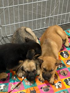 Salve o Cantinho dos Fofuchos: Ajude a Olga a salvar animais desabrigados  imagem 7