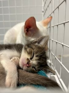 Vaquinha Online - Salve o Cantinho dos Fofuchos: Ajude a Olga a salvar animais desabrigados 