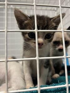 Salve o Cantinho dos Fofuchos: Ajude a Olga a salvar animais desabrigados  imagem 8