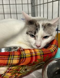 Animais - Salve o Cantinho dos Fofuchos: Ajude a Olga a salvar animais desabrigados 