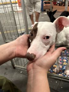 São Paulo/SP - Salve o Cantinho dos Fofuchos: Ajude a Olga a salvar animais desabrigados 