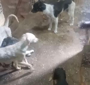 Patas ao resgate  - Patas ao resgate