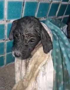 Assinatura e Recorrência - Patas ao resgate