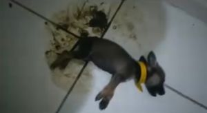 Animais - Patas ao resgate