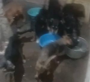 Belo Horizonte/MG - Patas ao resgate