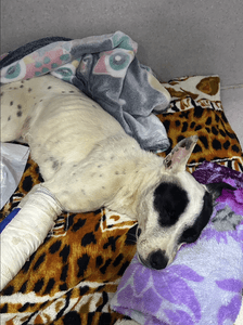 Cachorrinha resgatada - Resgatada após atropelamento: ajude a salvar a patinha dessa guerreira.