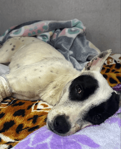 Animais - Resgatada após atropelamento: ajude a salvar a patinha dessa guerreira.