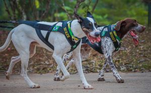 Vaquinha Online - Waze e Woody no Campeonato Mundial ICF na Itália 