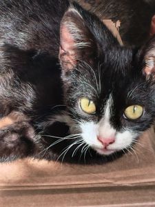 Vaquinha cirurgia do Chico