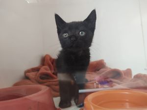 Vaquinha Online - Ajude a Pantera