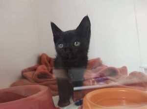 Animais - Ajude a Pantera