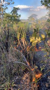 Ajude a Brigada Voluntária Gavião Fumaça a se equipar 