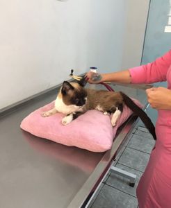 Vaquinha Online - Tratamento da Hanna