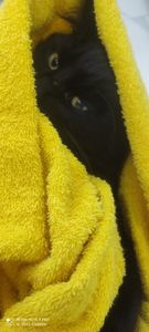 Saúde e Emergências - Juntos pela vida do Trusco 🐱🙏