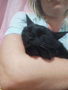 Gatinho Trusco - Juntos pela vida do Trusco 🐱🙏