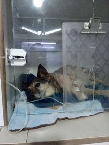 Sem Tratamento Ele Não Aguenta — Ajude Meu Velhinho