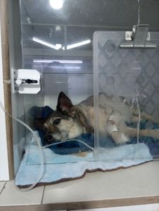 Vaquinha Online - Sem Tratamento Ele Não Aguenta — Ajude Meu Velhinho